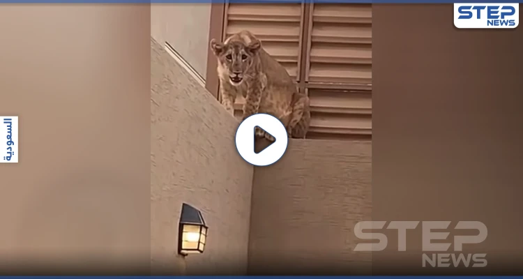 بالفيديو|| مفاجئة غريبة.. أسد في منزل عائلة سعودية على بعد أمتار من "أضحيتهم" وهكذا ردت السلطات