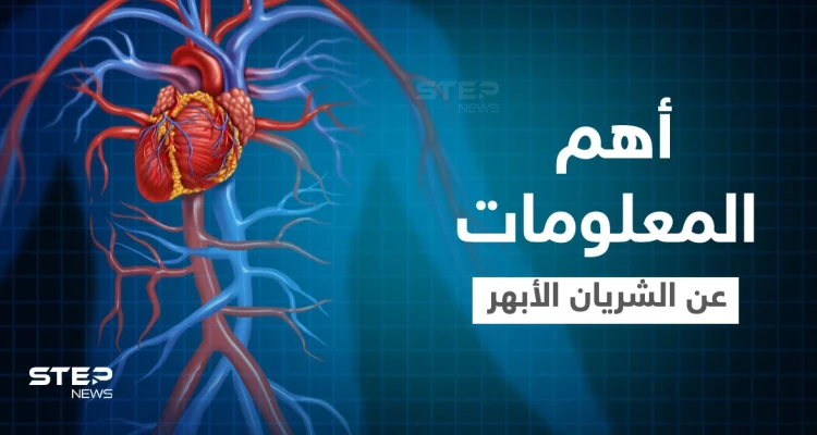 الشريان الأبهر أكبر شريان في الجسم أسباب ضعفه وطرق التخلص من الألم إليك أهم المعلومات