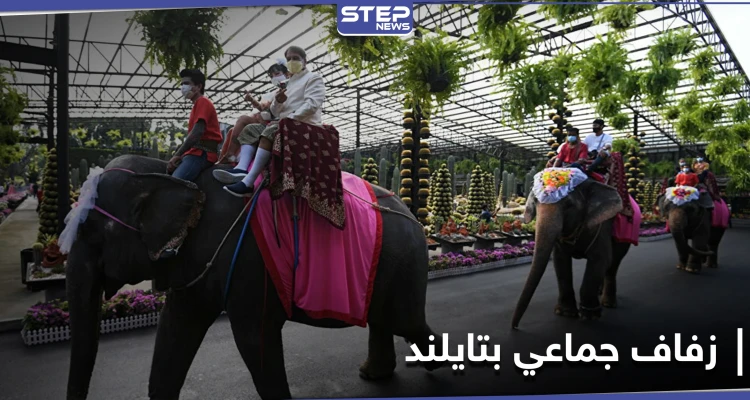 بالصور|| في يوم عيد الحب... زفاف جماعي على ظهور الأفيال في حديقة استوائية بتايلاند