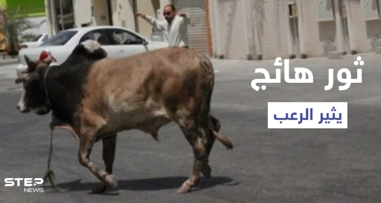 شاهد|| ثور هائج بشوارع تبوك يثير ذعر المارة وعجل يقتحم طريق عام ويتسبب بوقوع حادث مؤلم