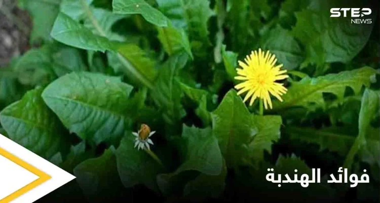 من الصحة إلى الجمال.. تعرف على فوائد الهندبة العديدة