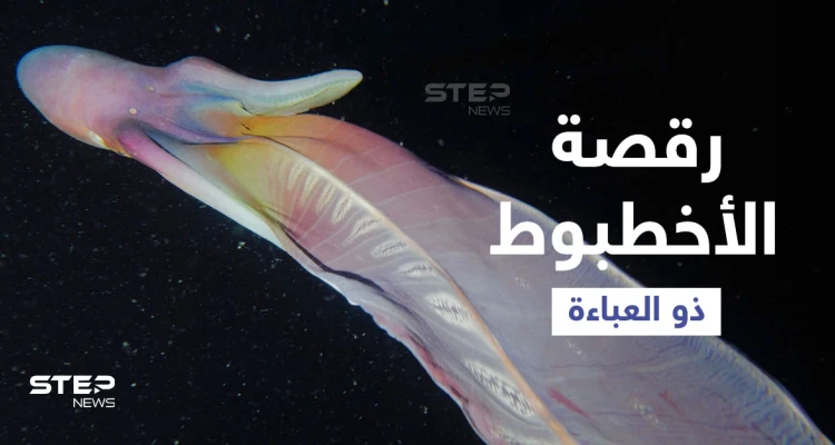 بالفيديو|| مشاهد نادرة لأنثى الأخطبوط ذو العباءة ترقص تحت الماء بشكل غريب لمراوغة المخلوقات المفترسة