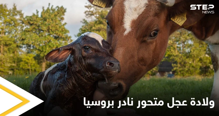 شاهد|| ولادة عجل متحور نادر في روسيا.. له رأسين وجسم خنزير