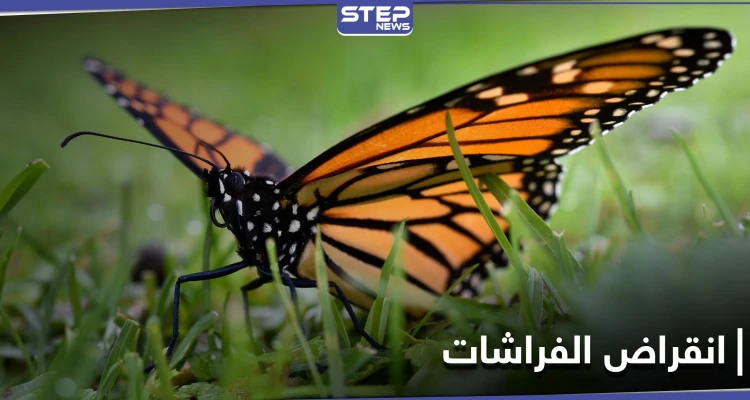 لن تعرف الأجيال القادمة الفراشات.. دراسة علمية تكشف سبب انخفاض أعدادها المتسارع