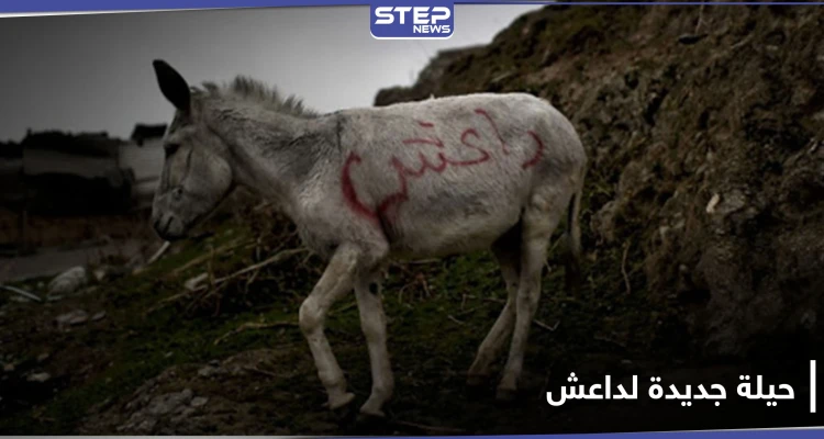 بالحمار المفخخ.. حيلة جديدة يتبعها داعش في عملياته