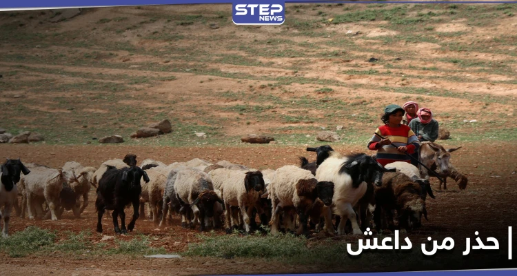 بتهمة مرتبطة بداعش.. قوات النظام السوري تعتقل رعاة أغنام وتحتجز عرباتهم بريف الرقة