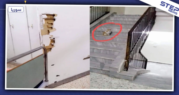 "مشفى حماة نموذج للانسجام بين المرضى والحيوانات".. ماذا عن سوء المعاملة والرشاوي!
