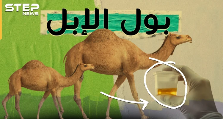 بول البعير ..اتفاق بين سنة وشيعة وتزكية من ابن سينا..ماذا تفعل رشفة من هذا البول!؟