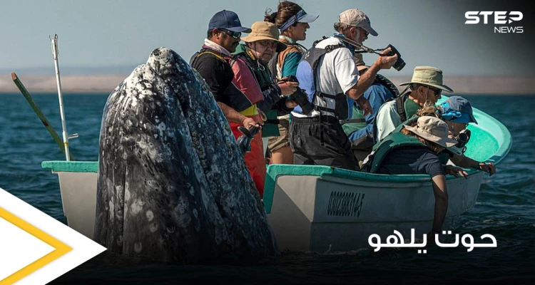 بالصور|| حوت ضخم يمرح مع مجموعة مراقبين ويظهر خلفهم وهم يبحثون عنه بالاتجاه المعاكس