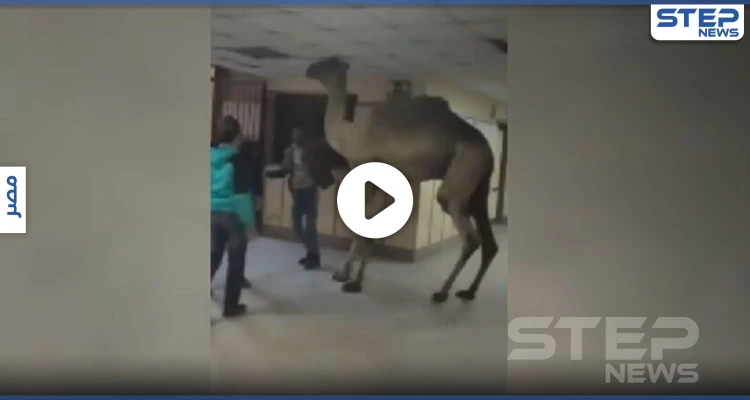 بالفيديو|| اقتحام جمل لمستشفى في مصر يثير ضجة.. والذبح لثورٍ هائج حطم السيارات بشوارع السعودية