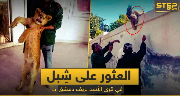 شبل أسد يتجول بدمشق.. ماذا حل به بعد تسليمه للشرطة (صورة)