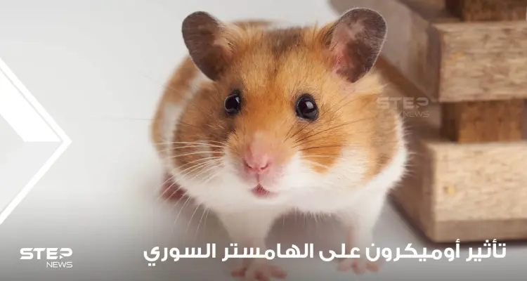 دراسة حديثة تكشف تأثير أوميكرون على الهامستر السوري.. وعلماء يبدون دهشتهم: أخبار