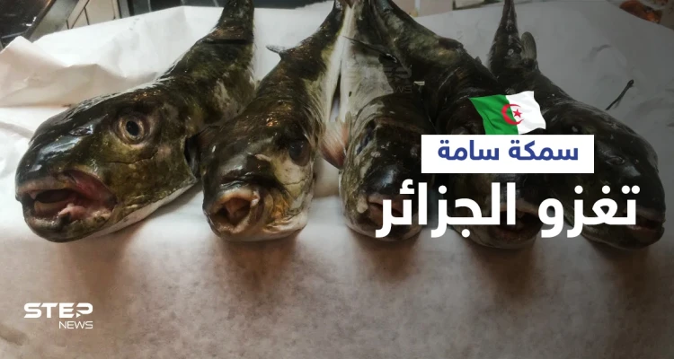 سمكة الأرنب السامة تغزو سواحل الجزائر والسلطات تحذر سم واحدة منها يقتل 100 شخص (صور)
