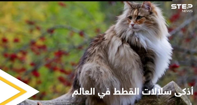 شاهد|| أذكى سلالات القطط في العالم وأندرها وأهم المواصفات التي تميزها