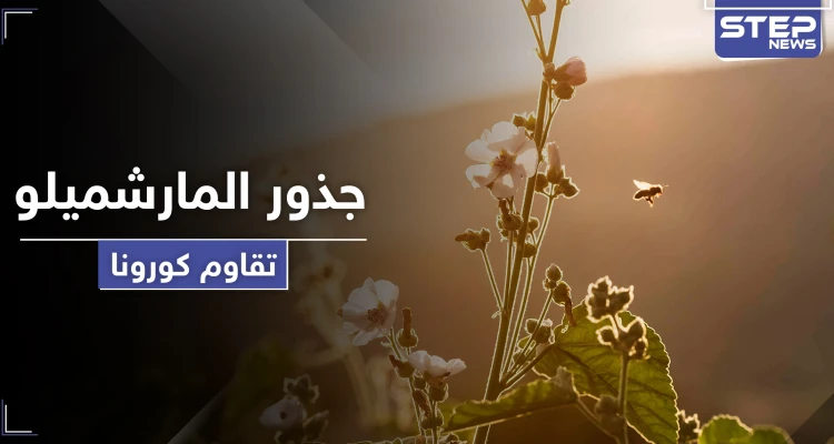 عشبة جذور المارشميلو تخفف من الأعراض الخطرة لفيروس كورونا.. تعرف إليها