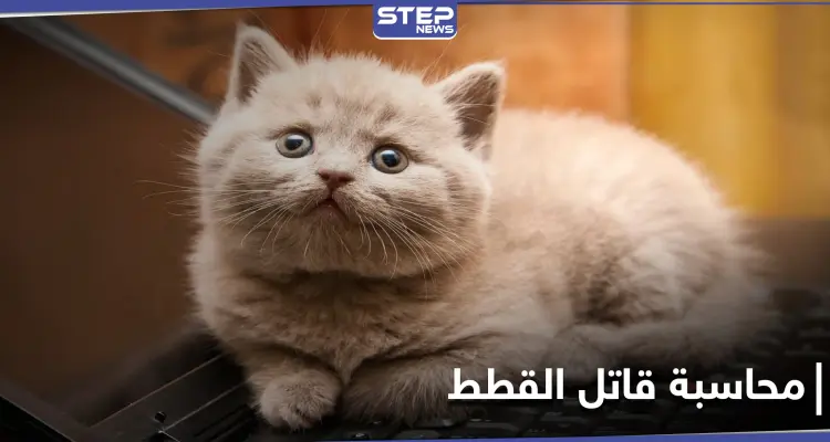 غضب في الكويت بعد قتل قطتين صغيرتين بطريقة مستفزة على يد مواطن ومطالبات بمحاسبته: أخبار