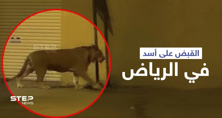 بالفيديو|| القبض على أسد في الرياض أثار الذعر داخل إحدى الأحياء السكنية