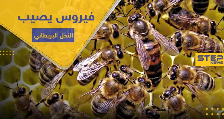 شلل النحل المزمن.. فيروس فتاك يصيب مستعمرات العسل بهذه البلاد