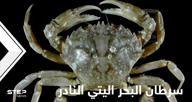 شاهد|| أغرب مخلوقات الأعماق.. سرطان البحر اليتي بأذرعه المخملية وسبب تسميته المطابقة للأساطير