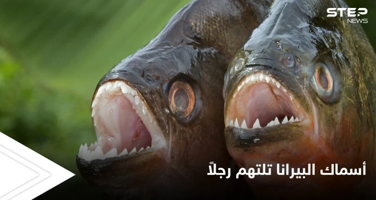 أسماك البيرانا الضارية تفترس صياداً هرب من النحل إلى البحيرة