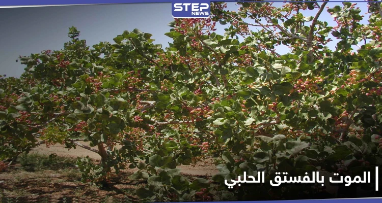 جندهم ضباط المخابرات لقطاف الفستق الحلبي.. مخلّفات الحرب تحصد الأرواح في ريف إدلب الجنوبي
