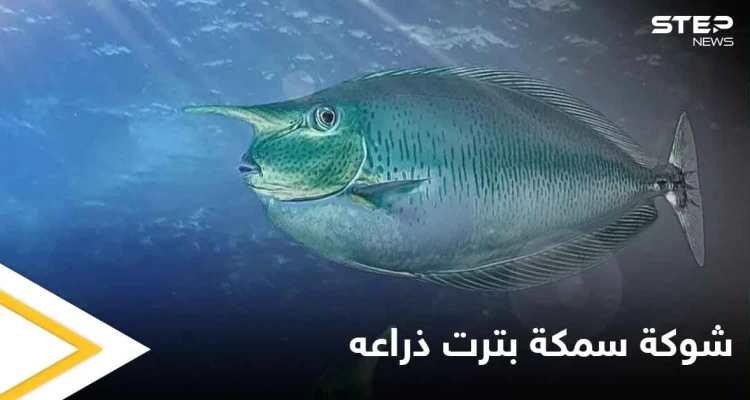 شاهد بالصور|| طاهٍ صيني يفقد ذراعه بسبب سمكة