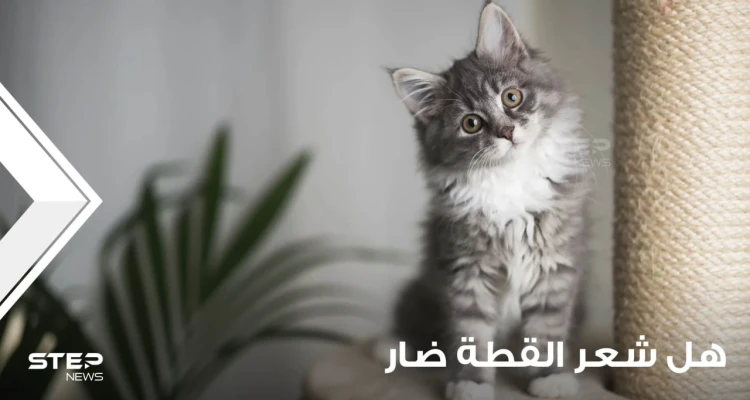 هل شعر القطط ضار؟ وكيف يمكن الحماية منه؟