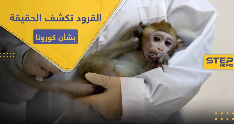 مع اقتراب عدد المصابين من عتبة الـ6 مليون.. القرود تحمل بشرى سارة لمواجهة كورونا