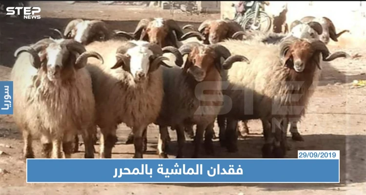 فقدان الماشية بالمناطق المحررة بسبب هيئة تحرير الشام؟