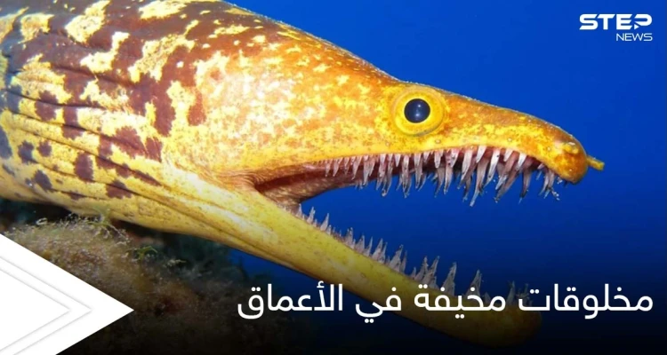 شاهد||أغرب المخلوقات المخيفة في أعماق البحار.. من بينها سمكة الشبح بأعينها المتوهجة