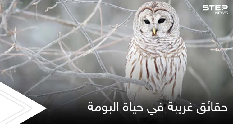 تعيش في نظام العائلة ولا يهجرها أطفالها.. حقائق غريبة في حياة البومة بطلة الحكايات الخيالية