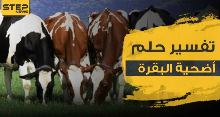  تفسير رؤية أضحية البقرة بالمنام وكذلك قطيع من الأبقار لجميع أفراد الأسرة