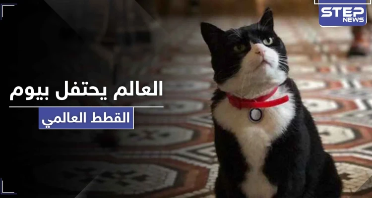 في يوم القطط العالمي.. قط الخارجية البريطانية يستقيل من منصبه والأخيرة توضح الأسباب