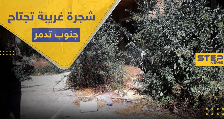 بالصور|| ظهور شجرة غريبة لأول مرة في سوريا.. وتحذيرات من خطرها القاتل
