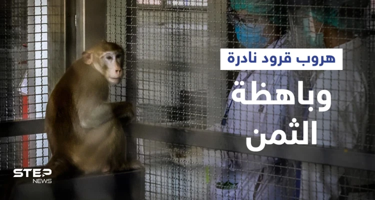 هروب قرود نادرة تُستخدم لأبحاث كورونا بعد حادث سير في ولاية أمريكية والشرطة تتدخل