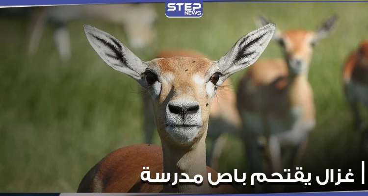 بالفيديو|| غزال يصطدم بباص مدرسة ويخترق الزجاج الأمامي في ولاية فيرجينيا الأمريكية ونجاة طالب نائم