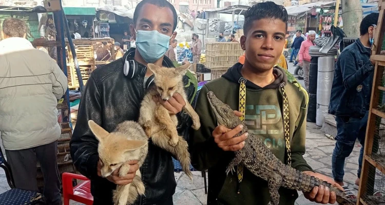 مصر.. السلطات الأمنية تضبط حيوانات نادرة في "سوق الجمعة" بالقاهرة
