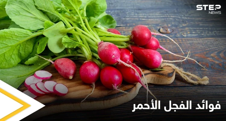 يمتلك تأثيراً سحرياً على صحة القلب والأوعية.. الفجل الأحمر خواص صحية كثيرة تعرف عليها - أخبار - وكالة ستيب نيوز