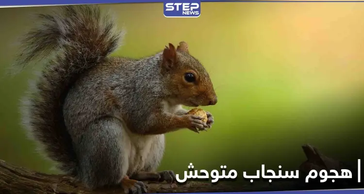 سنجاب متوحش يهاجم امرأة تاركاً إياها غارقةً في الدماء بين الجليد: أخبار