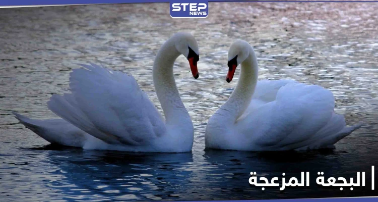 البجعة المزعجة تطرق الباب لثلاث ساعات.. وجار البحيرة أصابه اليأس (فيديو)