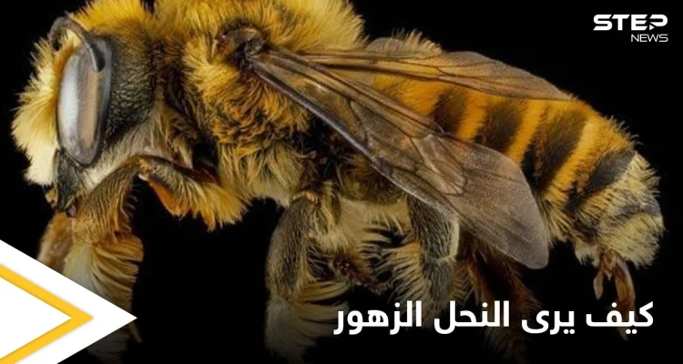 شاهد|| كيف يرى النحل الزهور بالأشعة فوق البنفسجية ويرسم خارطة طريقه وقدرة الـ (GPS) الفائقة لديه