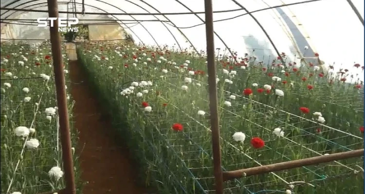 مشاتل الورود في إدلب مستمرة رغم التحديات والصعوبات التي تواجهها