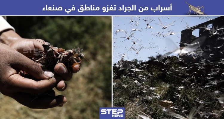 أسراب من الجراد تغزو مناطق صنعاء في اليمن