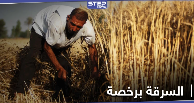 خاص|| مناقصة للاستيلاء على محاصيل الزيتون بـ ريف حماة الشمالي .. ومصادر تكشف التفاصيل