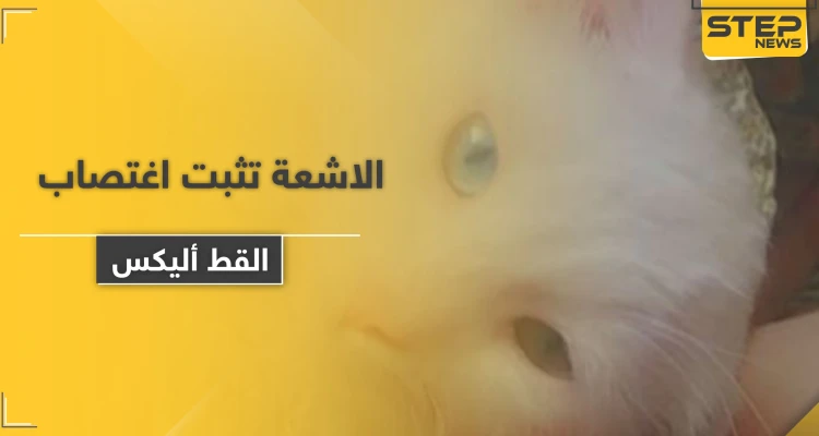 الأشعة تثبت اغتصاب "القط أليكس".. ومسن يلقى حتفه بعد محاولته الاعتداء على حمار