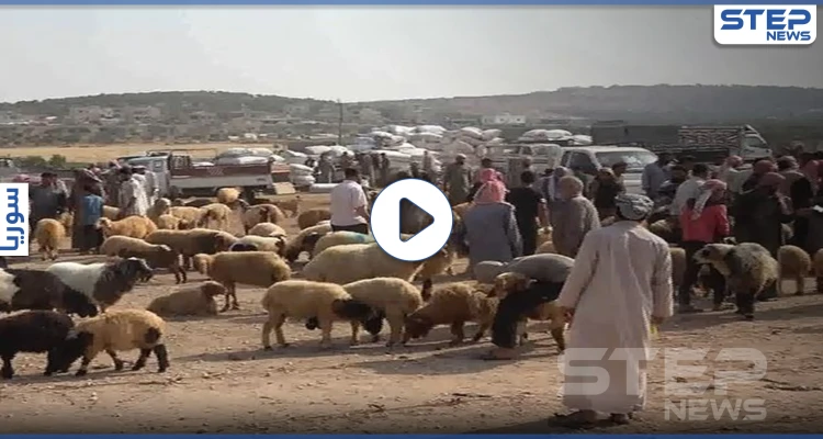 وسط غلاء في أسعارها.. حالة جمود تشهدها أسوق الأضاحي شمالي إدلب