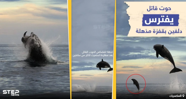 صور التقطها مصور الحياة البحرية "كريستوفر سوان" خلال رحلة استكشافية قبالة ساحل ولاية باها كاليفورنيا المكسيكية