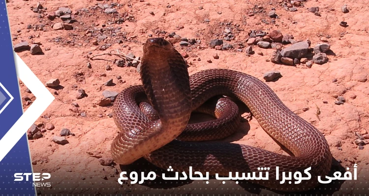شاهد|| ما فعلته أفعى كوبرا بعدة سيارات في ليبيا