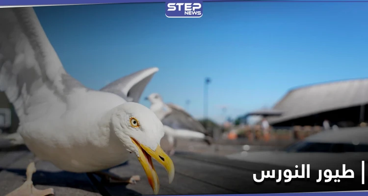 طيور النورس في البحرين تعجز عن الطيران لهذا السبب