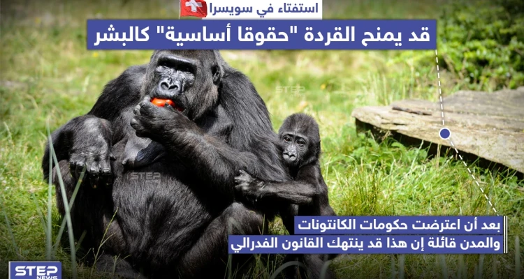 استفتاء في سويسرا يَمنح القردة "حقوقاً أساسية" كالبشر